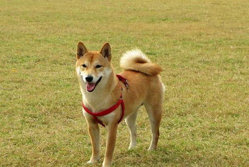 掉毛大戶不止薩摩耶！這些寵物狗掉的毛，真能開“紡織廠”