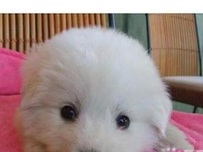 深圳純種大白熊幼犬轉讓，精心養育公母可選