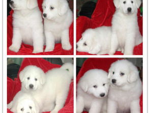 王者風(fēng)范，品質(zhì)之選——雙血統(tǒng)大白熊犬基地直銷