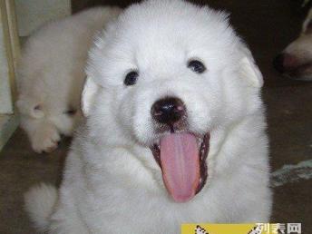 CKU精品大白熊犬 天津基地實(shí)地選購(gòu)，安心帶回家