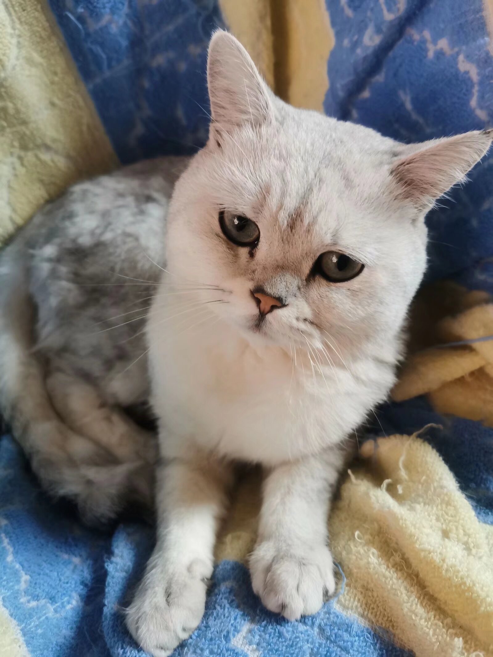 大白，你在哪里？——一個(gè)月的等待與尋找