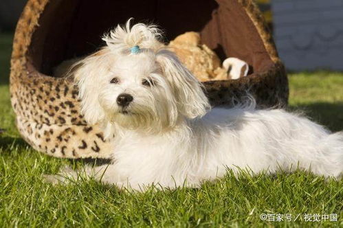 純白犬鑒賞 十大經(jīng)典白色寵物狗品種深度解析